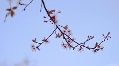 4k实拍春日花开自然风光下小樱花空镜头视频的预览图